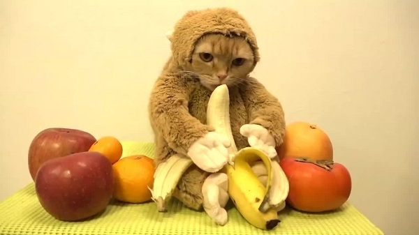 Кот и банан