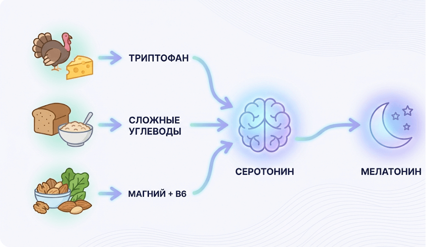 Инфографика синергии триптофана, магния и углеводов для синтеза мелатонина