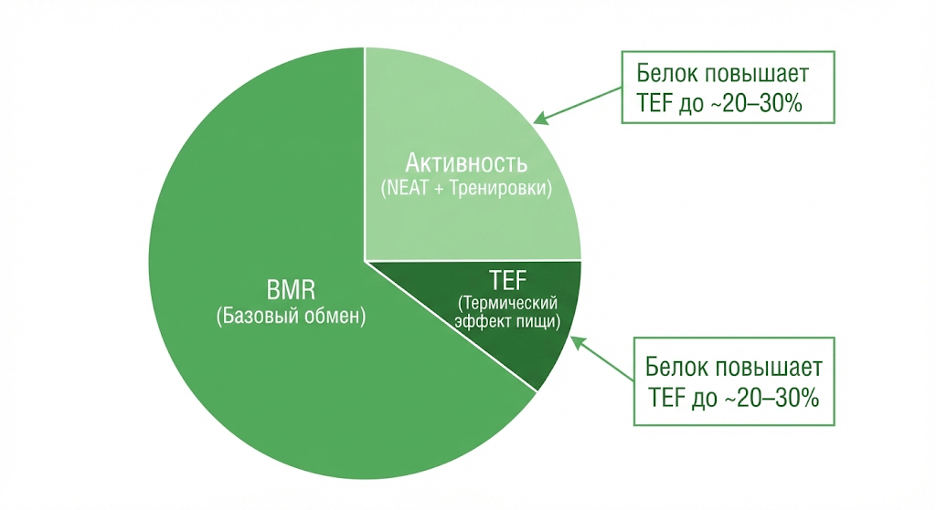 Структура расхода энергии: BMR, термический эффект пищи, активность и NEAT