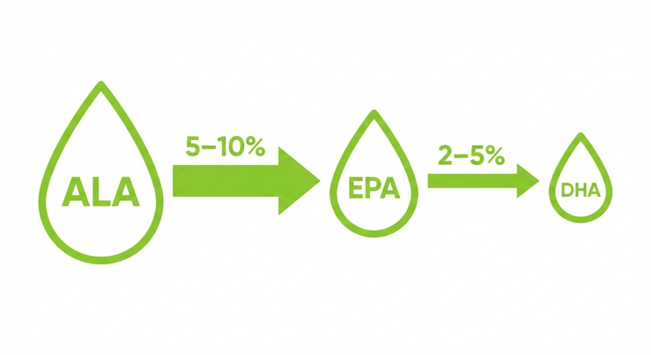 Схема преобразования ALA в EPA и DHA, низкая конверсия и влияющие факторы