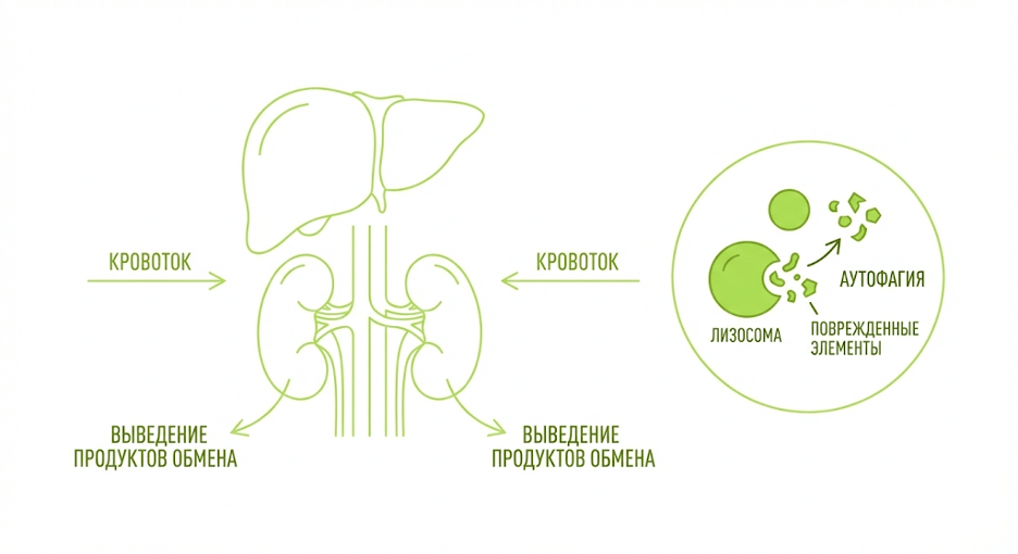 Схема естественной детоксикации: функции печени и почек, аутофагия простыми словами