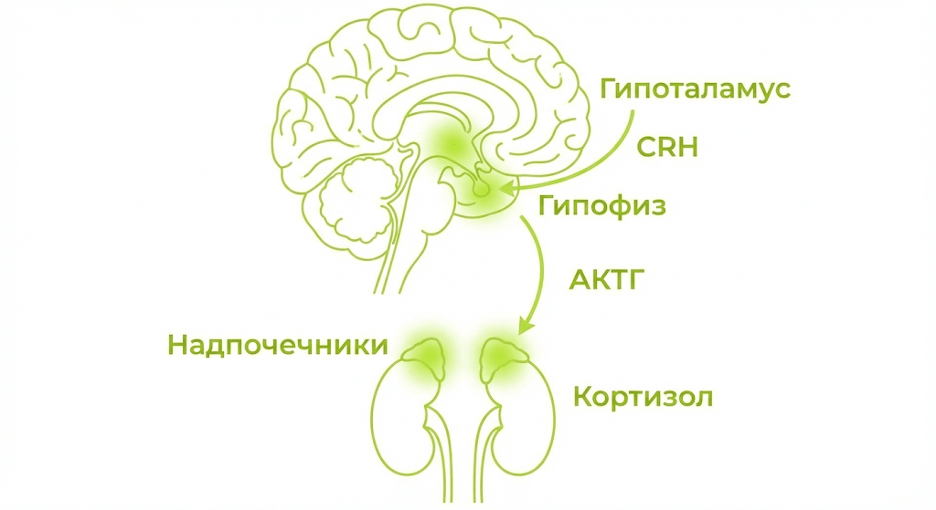 Схема оси HPA и точки влияния адаптогенов на стресс-ответ организма