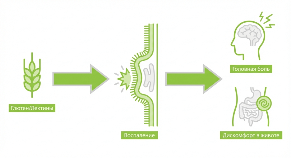 «Лектины/глютен/фитат → кишечный барьер → воспаление → симптомы»