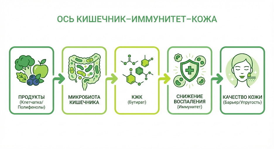 Схема оси кишечник–кожа и влияние диеты на воспаление и барьер кожи