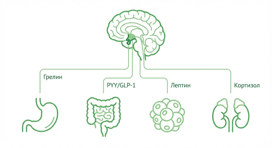 Схема регуляции аппетита: грелин, лептин, инсулин и сигналы кишечника к гипоталамусу