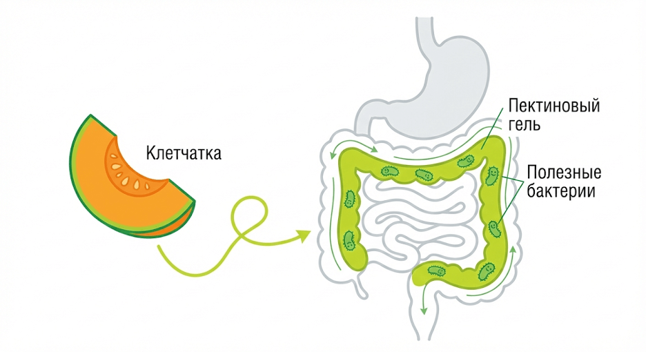 влияние тыквы на ЖКТ