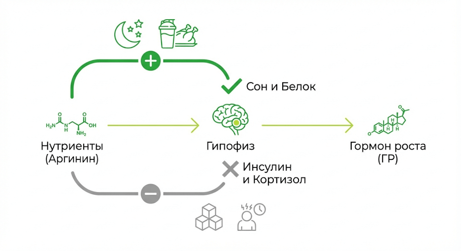 Схема влияния питания и режима на секрецию гормона роста и IGF‑1
