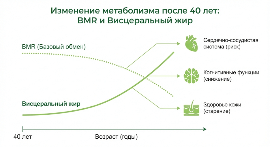 Схема возрастных изменений метаболизма, гормонов и окислительного стресса после 40 лет