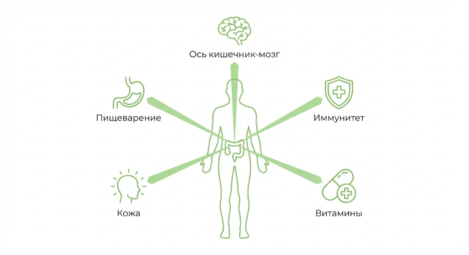Инфографика: как пребиотики и пробиотики влияют на пищеварение, иммунитет, мозг, кожу и витамины