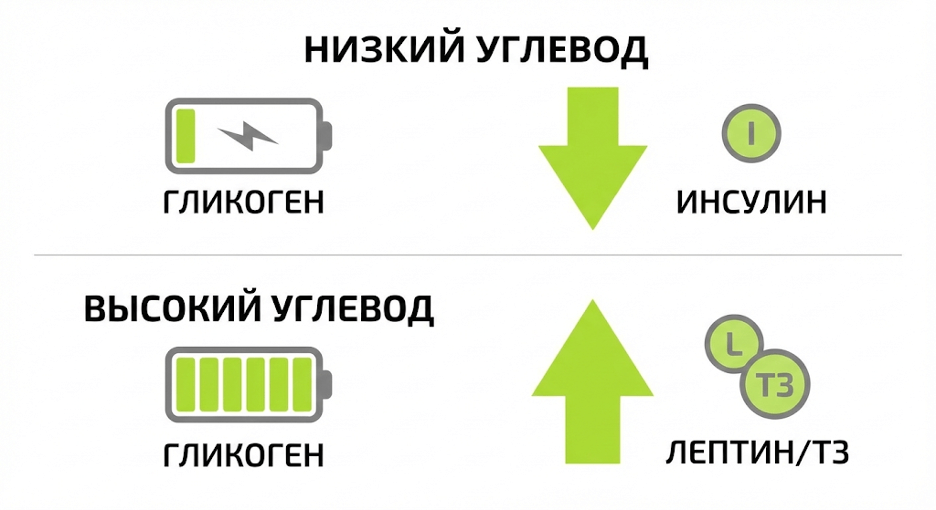 Диаграмма влияния чередования углеводов на инсулин, гликоген и лептин