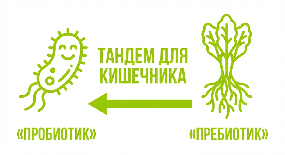 Схема различий: Пробиотики vs Пребиотики