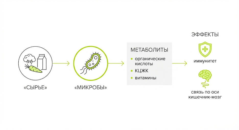 Как ферментация помогает кишечнику