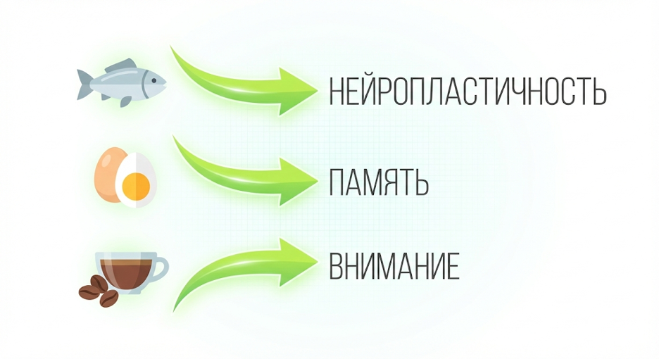 Схема: нутриент → механизм → источник