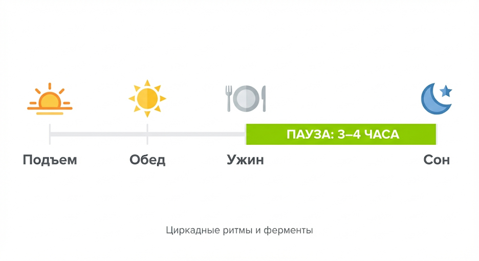 Схема: последний прием пищи за 3–4 часа до сна в зависимости от режима дня и циркадных ритмов