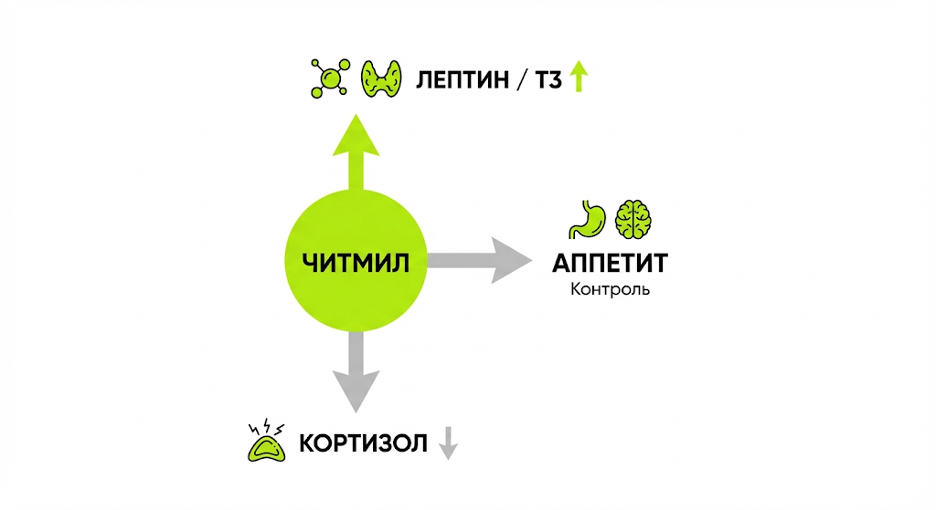 Схема влияния читмила на лептин, Т3, кортизол и поведение