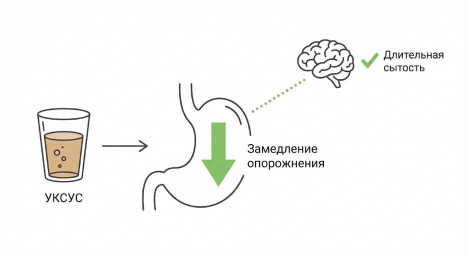 Схема влияния уксусной кислоты на чувство сытости и потребление калорий