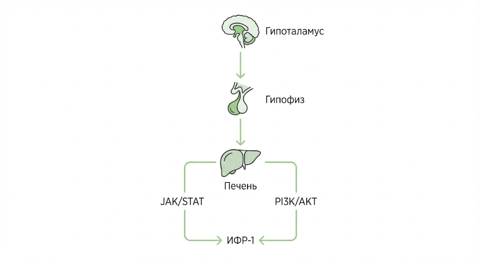 Ось гормона роста и IGF‑1 и сигнальные пути