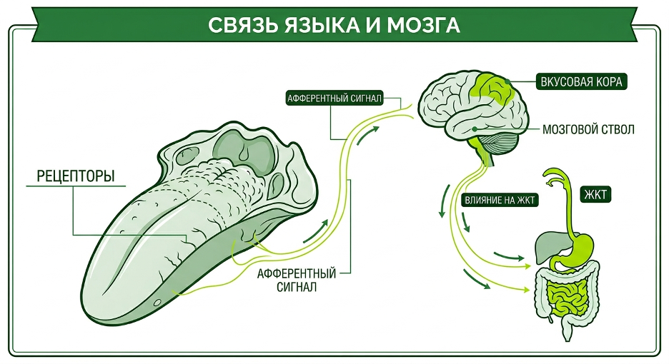 Схема влияния горького вкуса на вкусовые рецепторы и запуск пищеварительных рефлексов