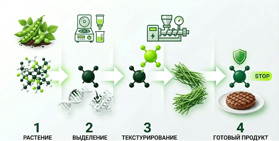 Схематичное изображение пути производства продукта: от растения (горох/соя) через выделение изолята, текстурирование и до готового продукта (котлета)