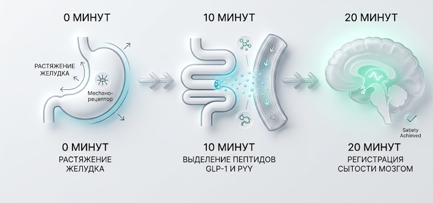 путь сигнала сытости от ЖКТ к мозгу