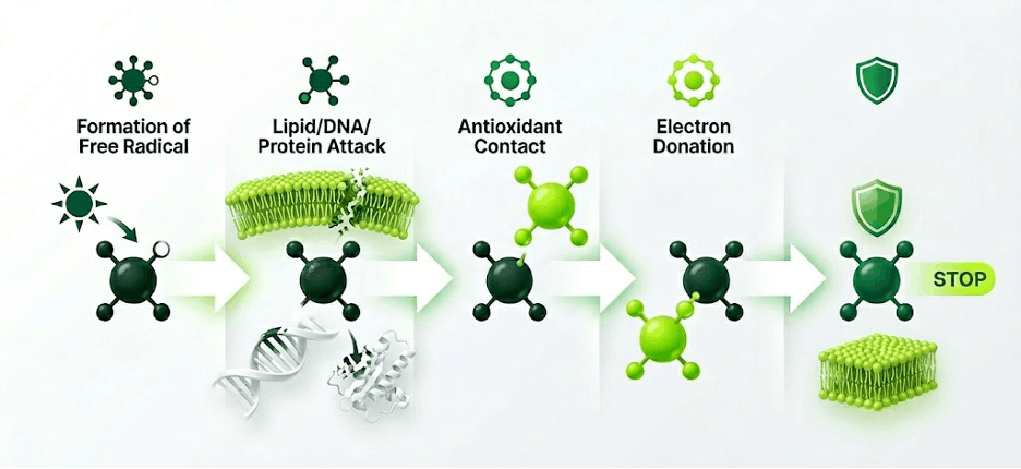 Описание схемы: визуализация воздействия антиоксидантов на свободные радикалы на клеточном уровне. На схеме показаны 5 шагов: формирование свободного радикала, атака липидов/ДНК/белков, контакт антиоксиданта, отдача электрона, остановка цепной реакции