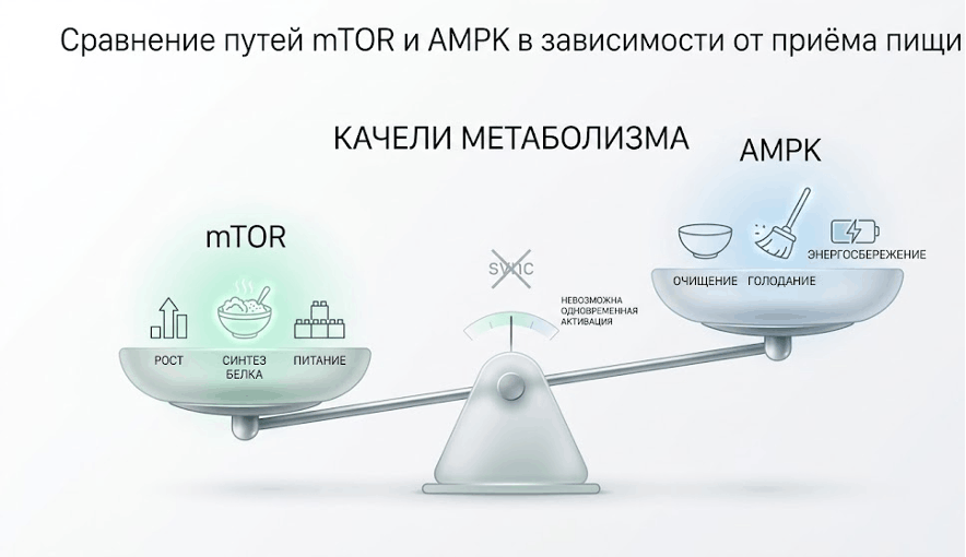 Сравнение путей mTOR и AMPK в зависимости от приёма пищи
