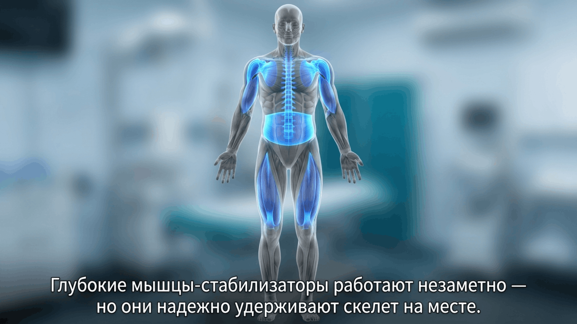 Мышцы стабилизаторы